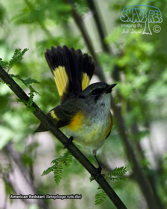 American Redstart - Setophaga ruticilla