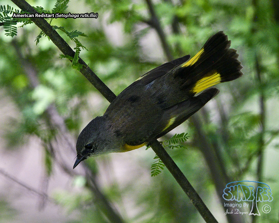American Redstart - Setophaga ruticilla