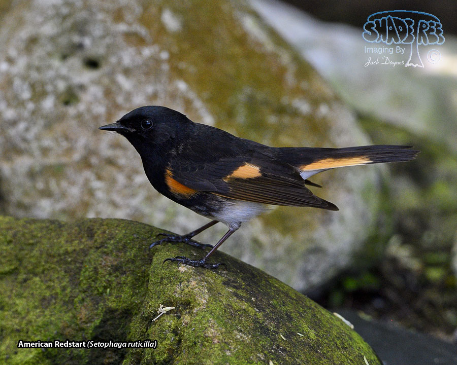 American Redstart - Setophaga ruticilla