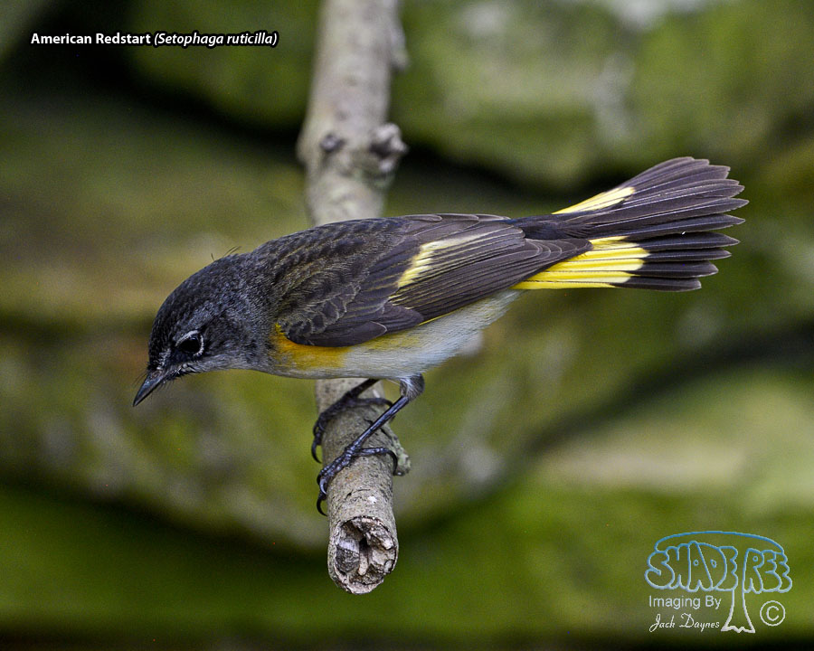 American Redstart - Setophaga ruticilla