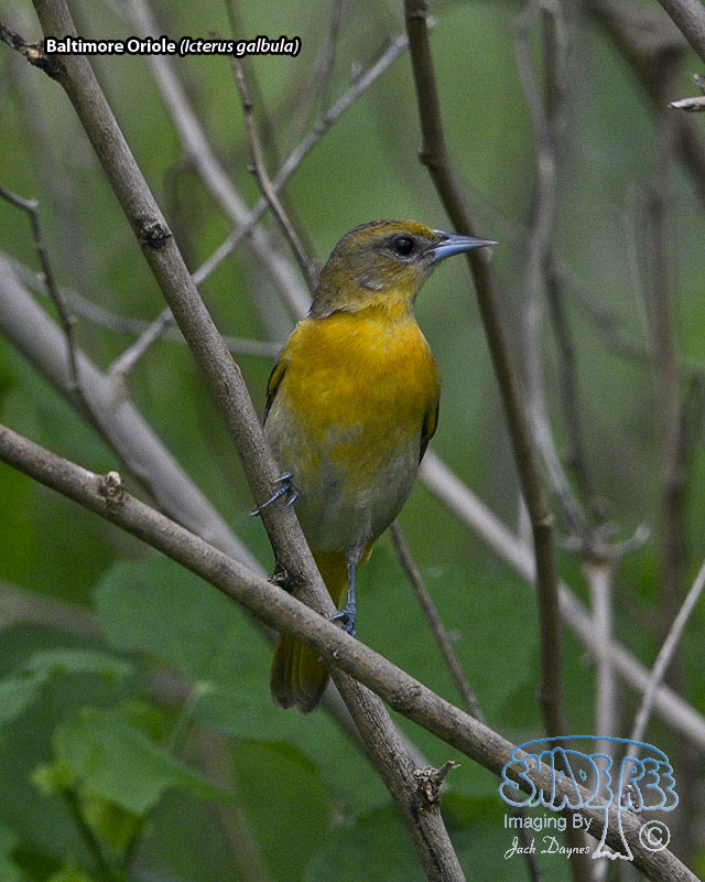 Baltimore Oriole - Icterus galbula