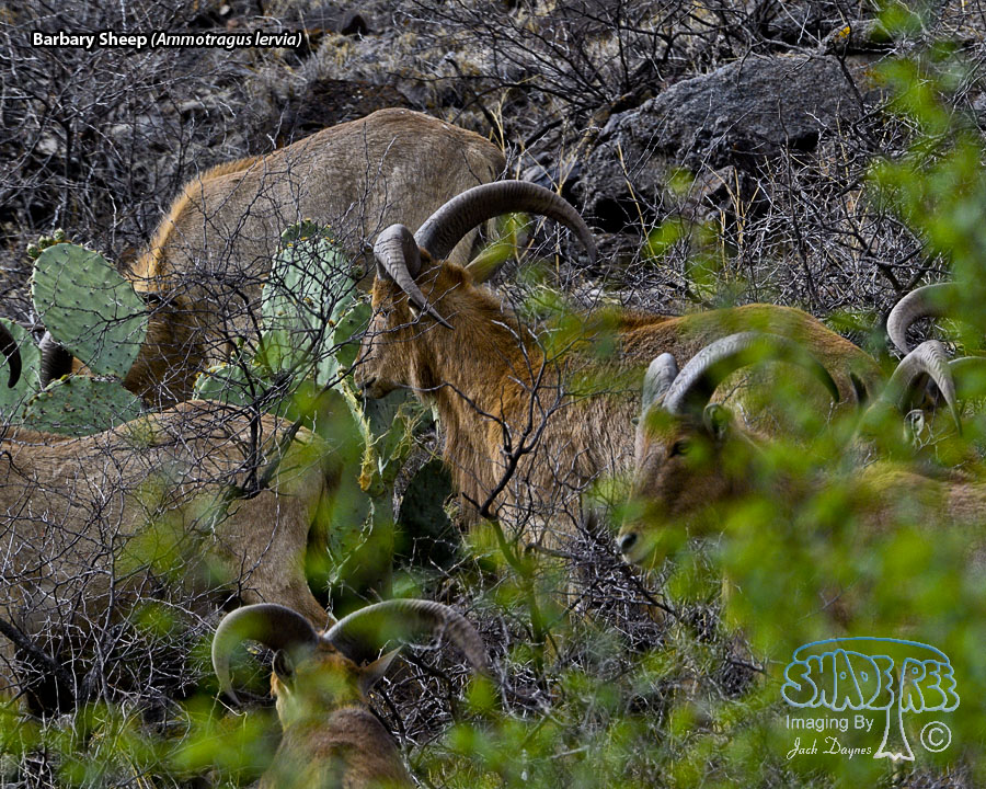 Barbary Sheep - Ammotragus lervia