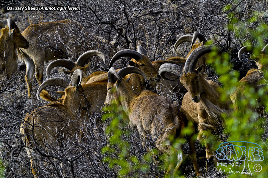 Barbary Sheep - Ammotragus lervia