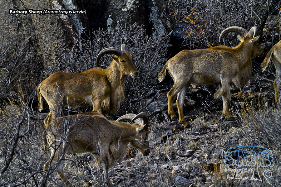Barbary Sheep - Ammotragus lervia