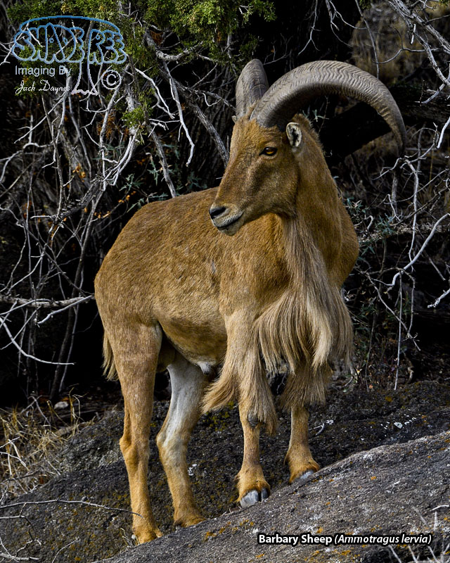 Barbary Sheep - Ammotragus lervia
