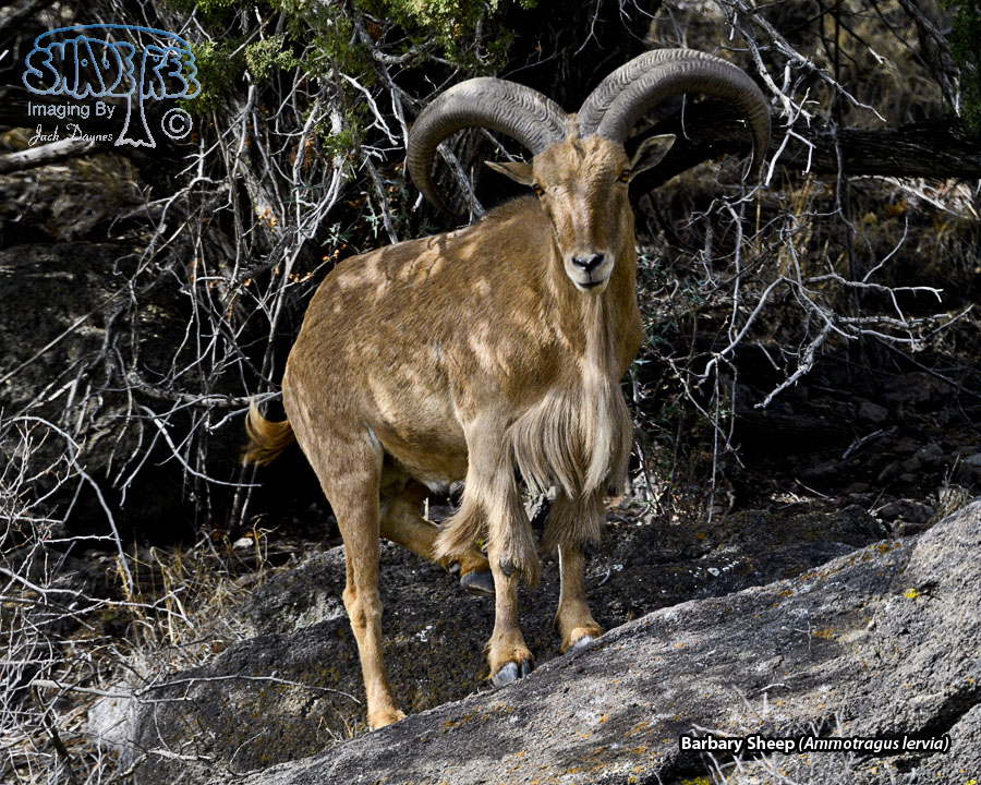Barbary Sheep - Ammotragus lervia