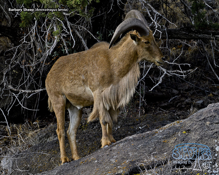 Barbary Sheep - Ammotragus lervia