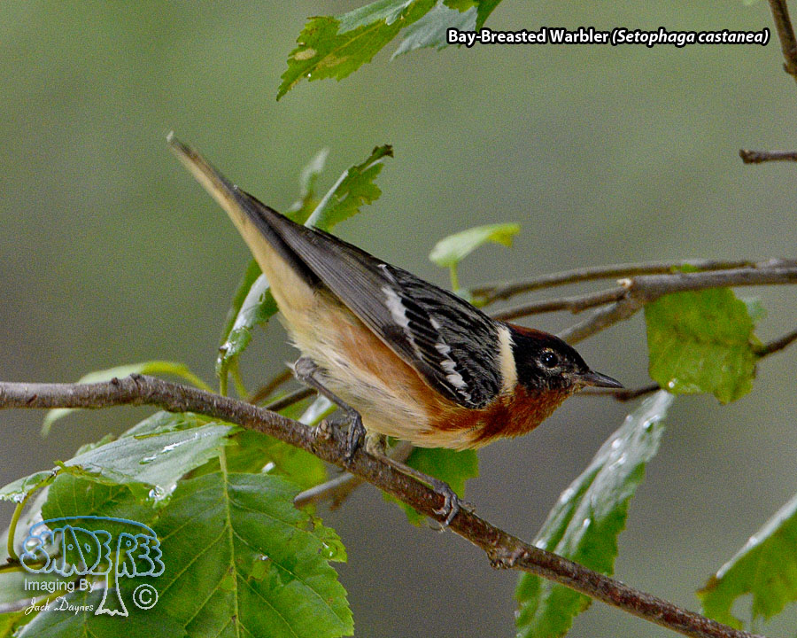 Bay-Breasted Warbler - Setophaga castanea