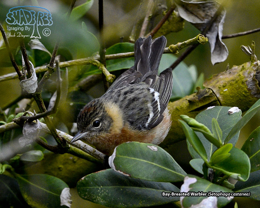 Bay-Breasted Warbler - Setophaga castanea
