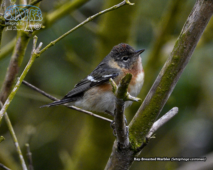 Bay-Breasted Warbler - Setophaga castanea