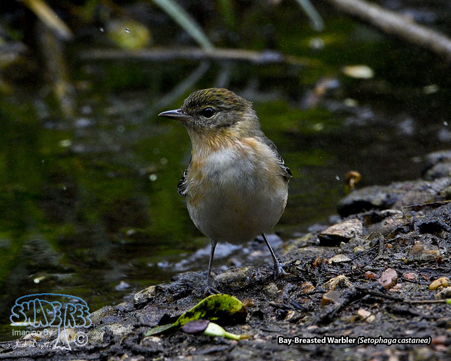 Bay-Breasted Warbler - Setophaga castanea