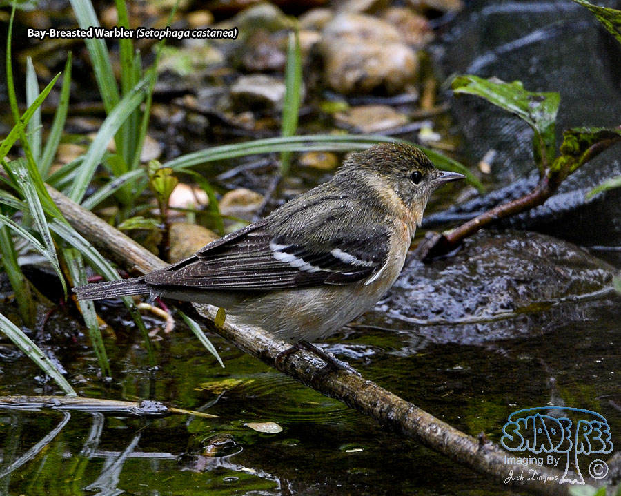 Bay-Breasted Warbler - Setophaga castanea