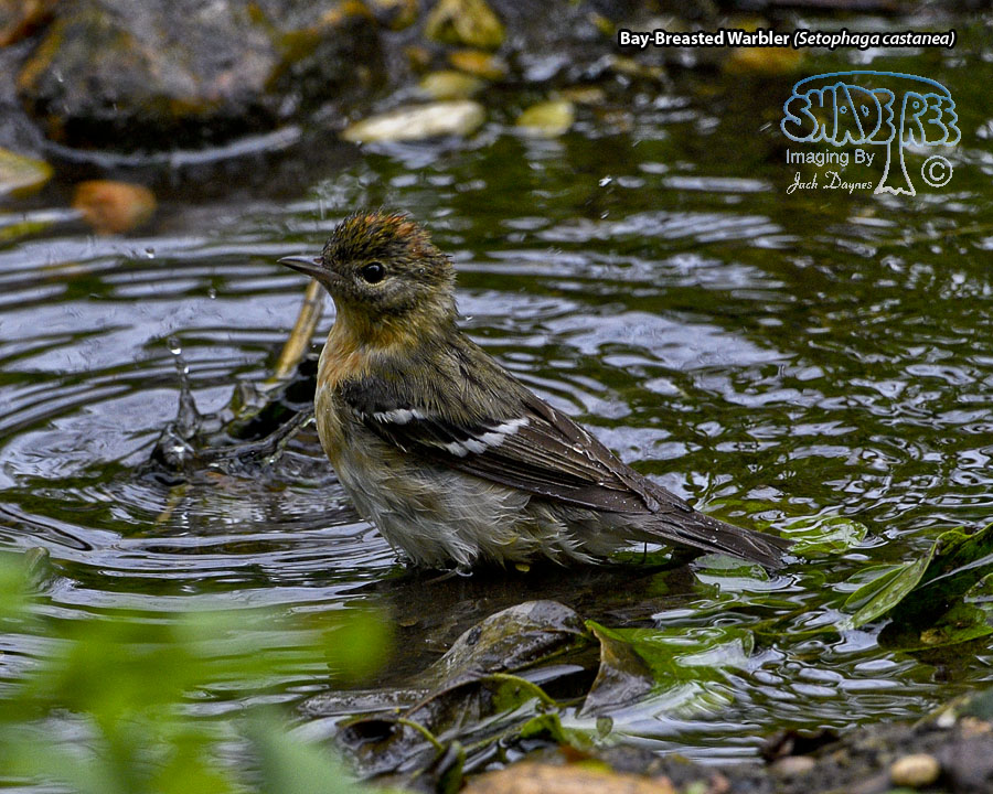 Bay-Breasted Warbler - Setophaga castanea