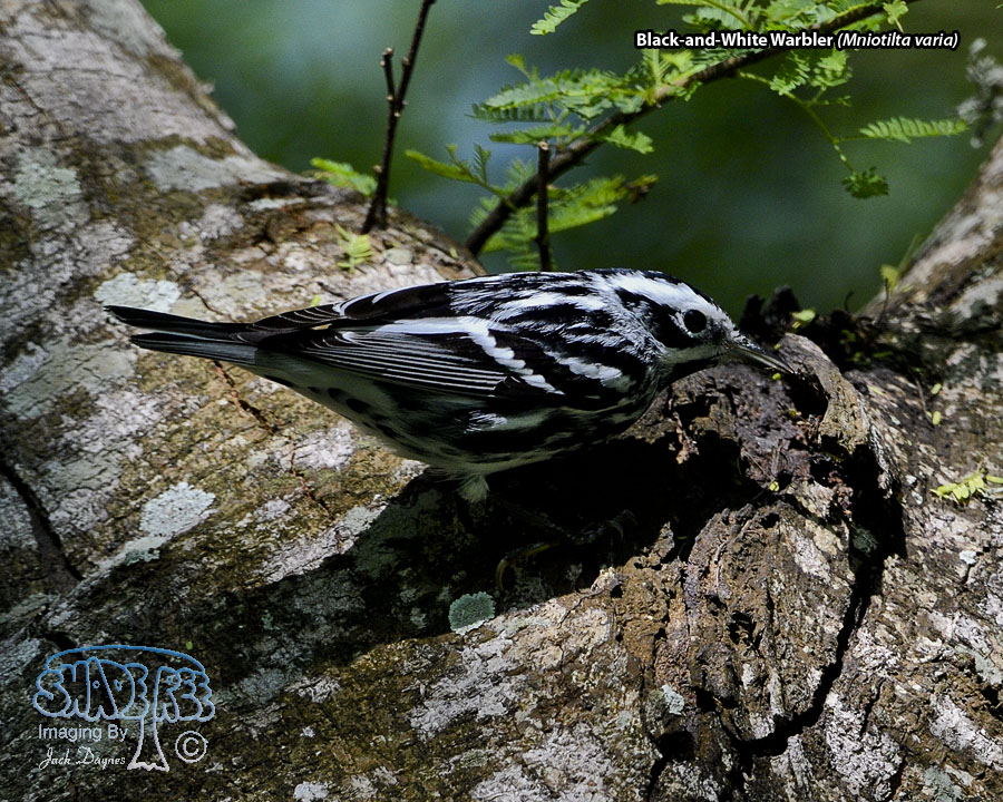 Black-and-White Warbler - Mniotilta varia