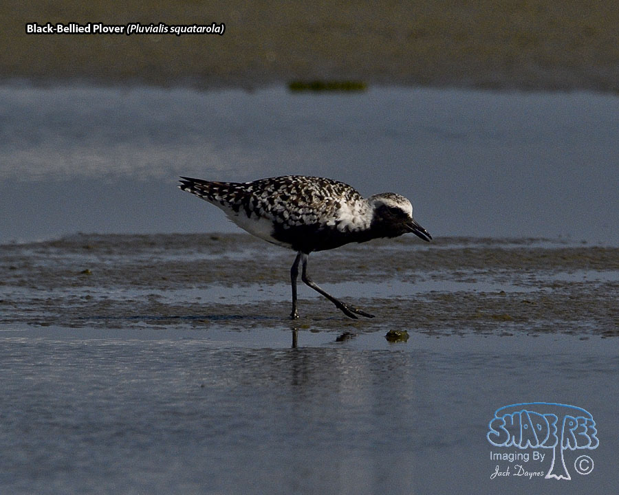 Black-Bellied Plover - Pluvialis squatarola