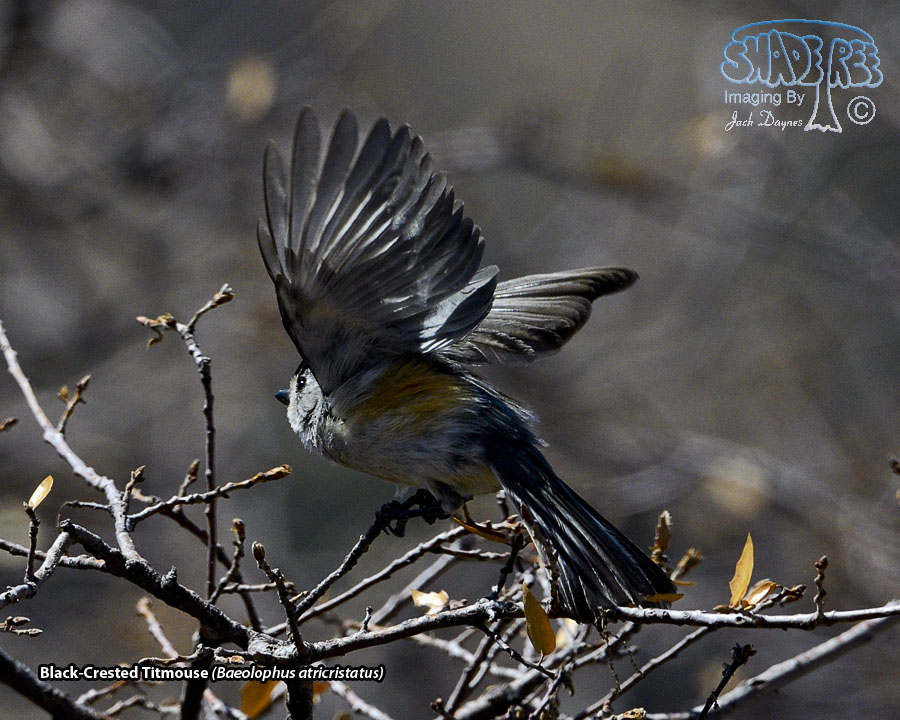 Black-Crested Titmouse - Baeolophus atricristatus