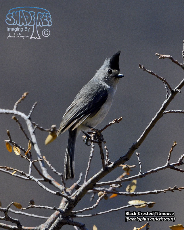 Black-Crested Titmouse - Baeolophus atricristatus