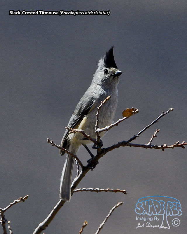 Black-Crested Titmouse - Baeolophus atricristatus
