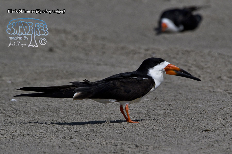 Black Skimmer - Rynchops niger