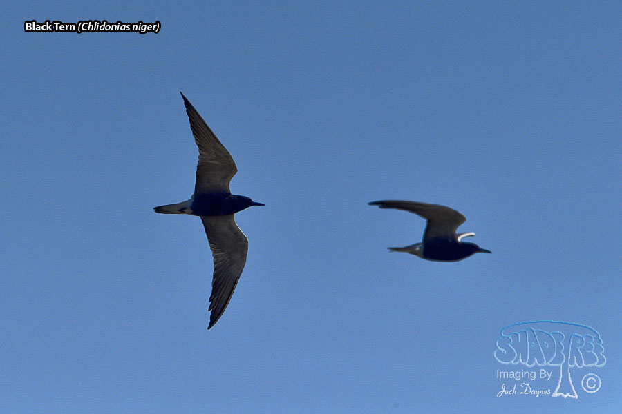 Black Tern - Chlidonias niger