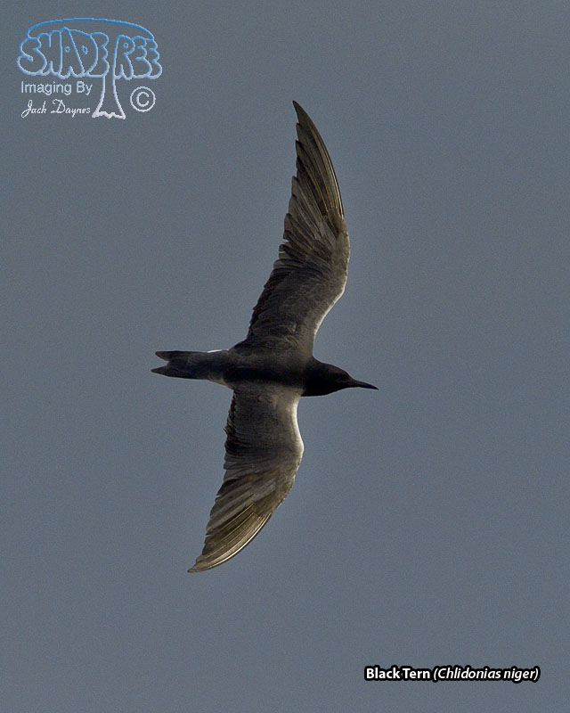 Black Tern - Chlidonias niger