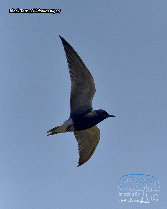 Black Tern - Chlidonias niger