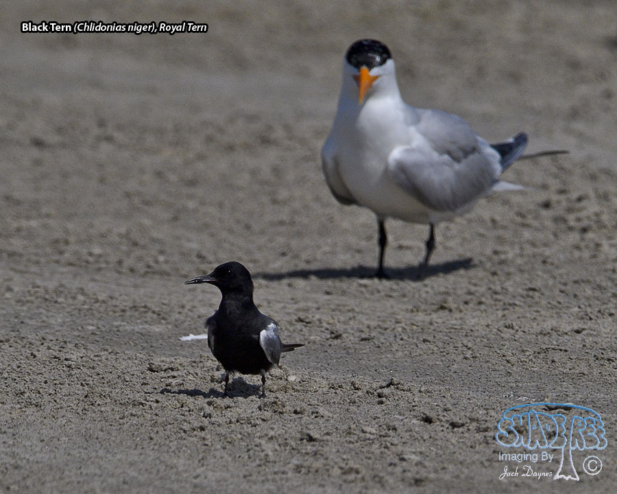 Black Tern - Chlidonias niger