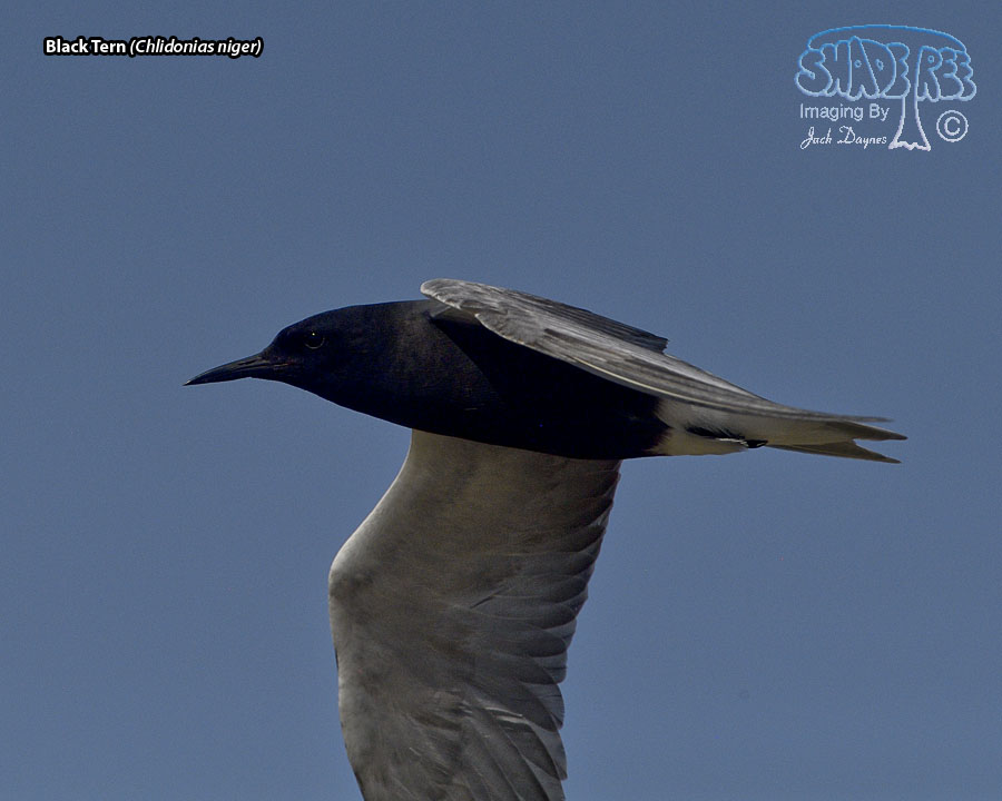 Black Tern - Chlidonias niger