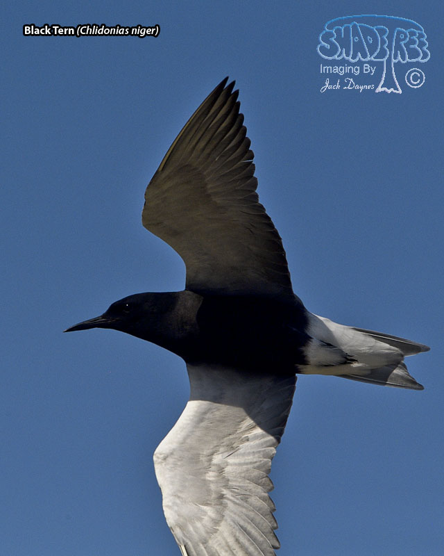 Black Tern - Chlidonias niger