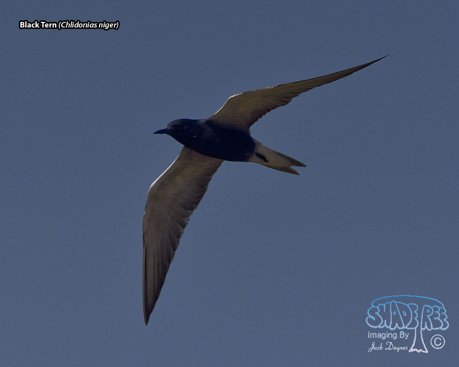 Black Tern - Chlidonias niger