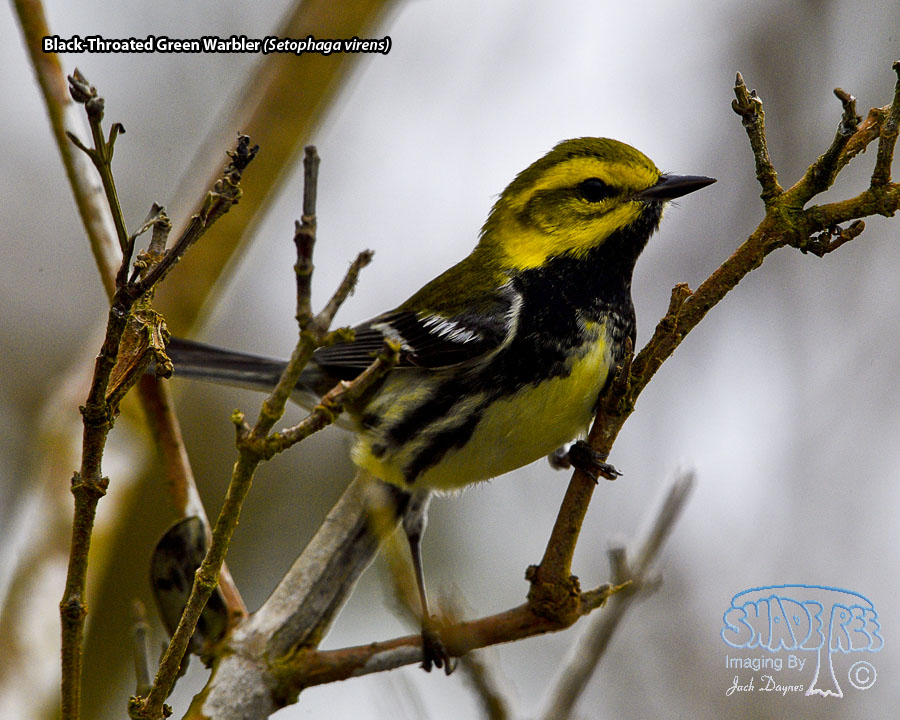 Black-Throated Green Warbler - Setophaga virens