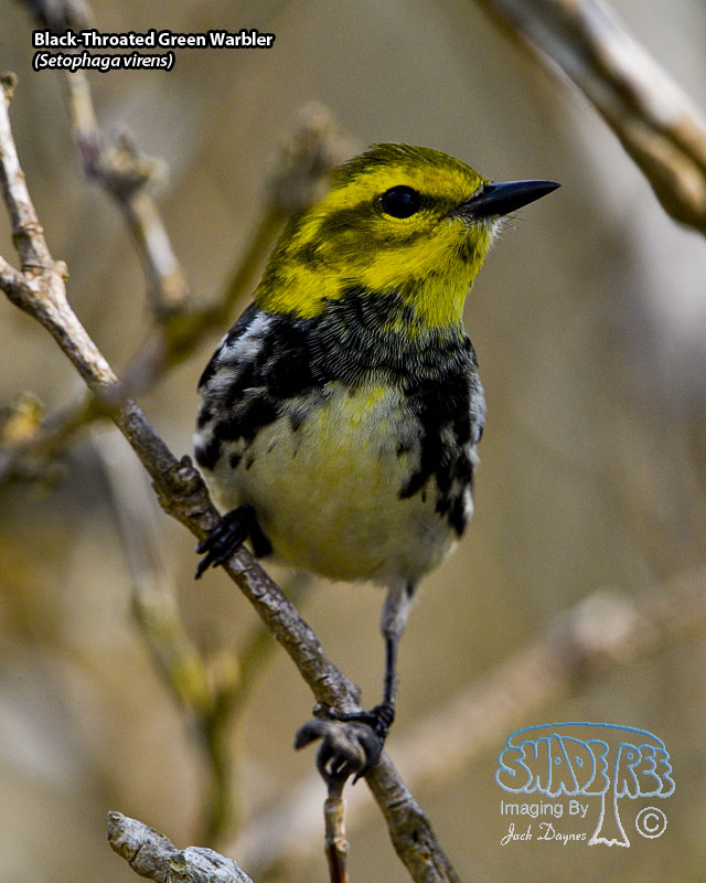 Black-Throated Green Warbler - Setophaga virens