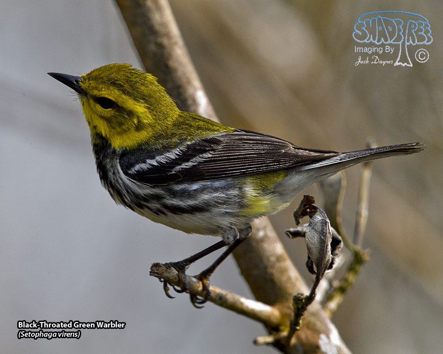 Black-Throated Green Warbler - Setophaga virens