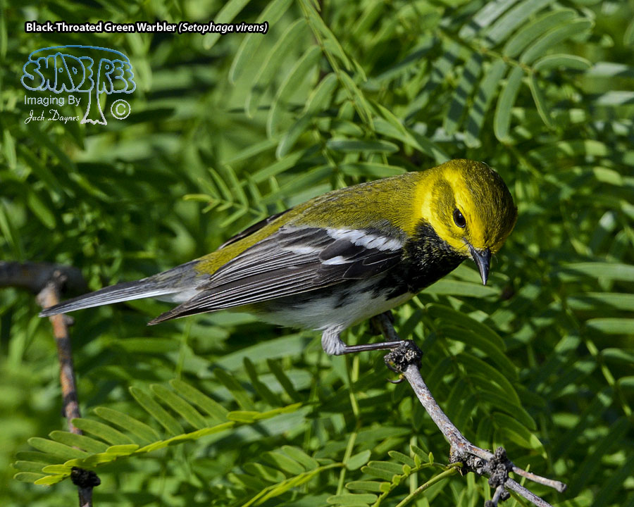 Black-Throated Green Warbler - Setophaga virens
