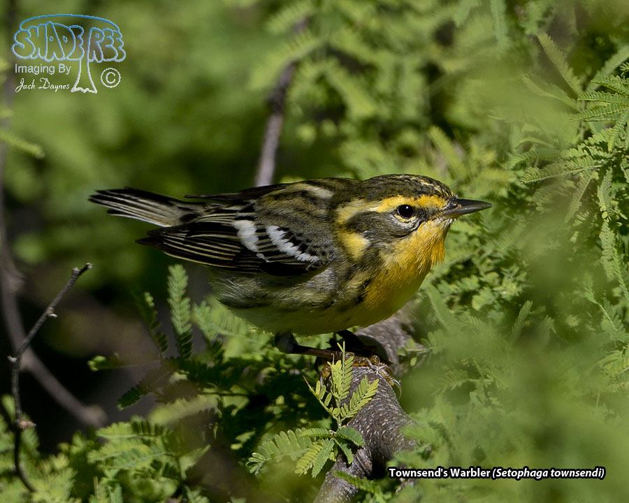 Blackburnian Warbler - Setophaga fusca