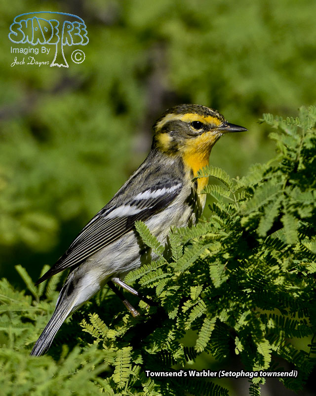 Blackburnian Warbler - Setophaga fusca