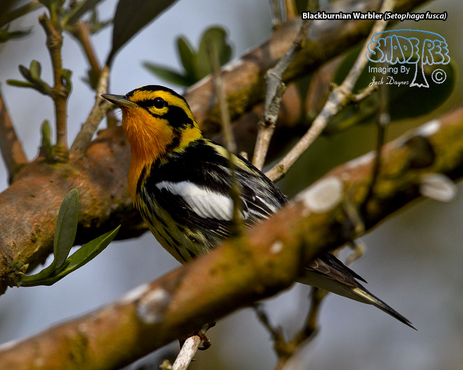 Blackburnian Warbler - Setophaga fusca