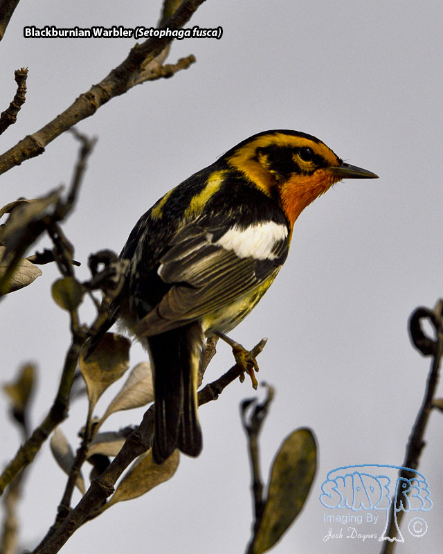 Blackburnian Warbler - Setophaga fusca
