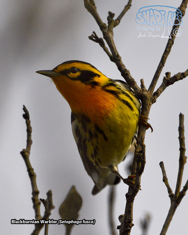 Blackburnian Warbler - Setophaga fusca