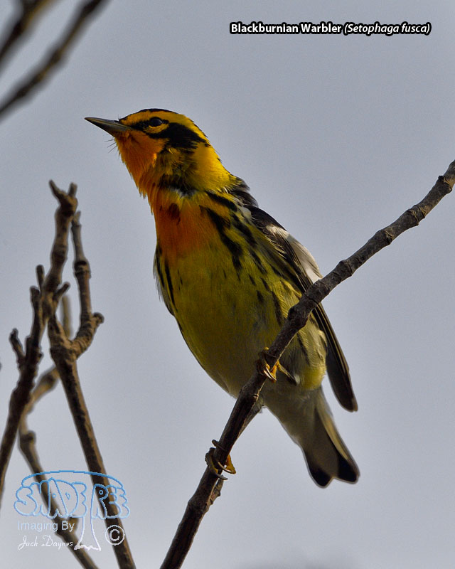 Blackburnian Warbler - Setophaga fusca