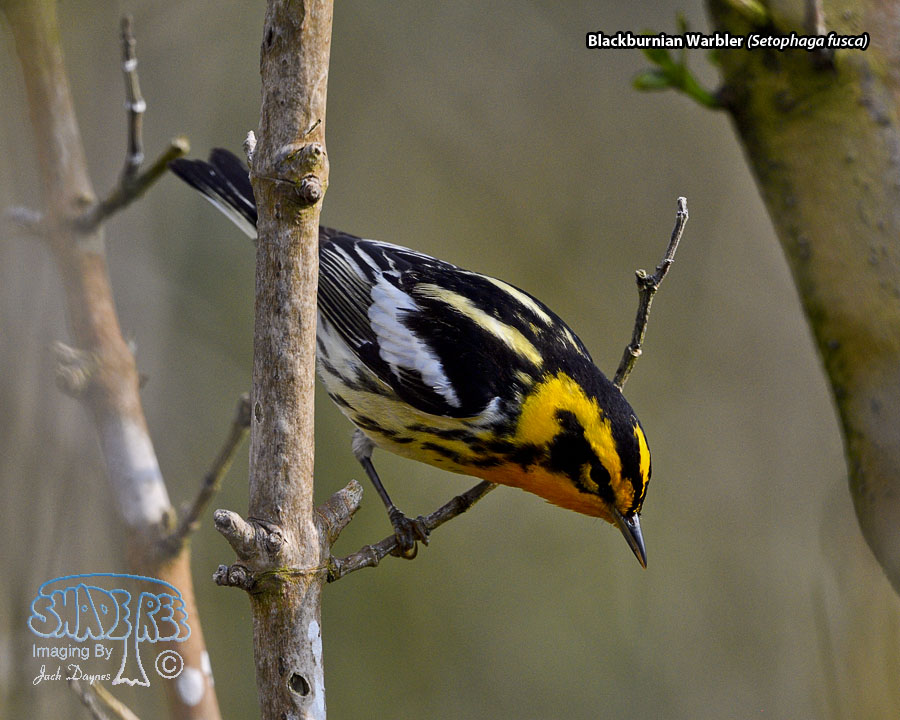 Blackburnian Warbler - Setophaga fusca