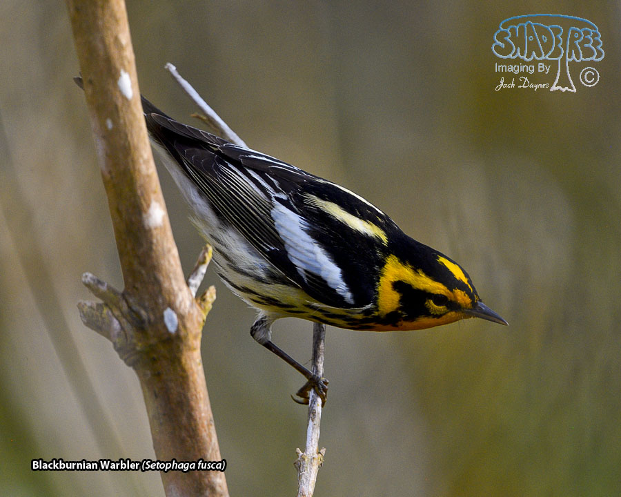 Blackburnian Warbler - Setophaga fusca