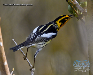 Warbler Galleries Updated