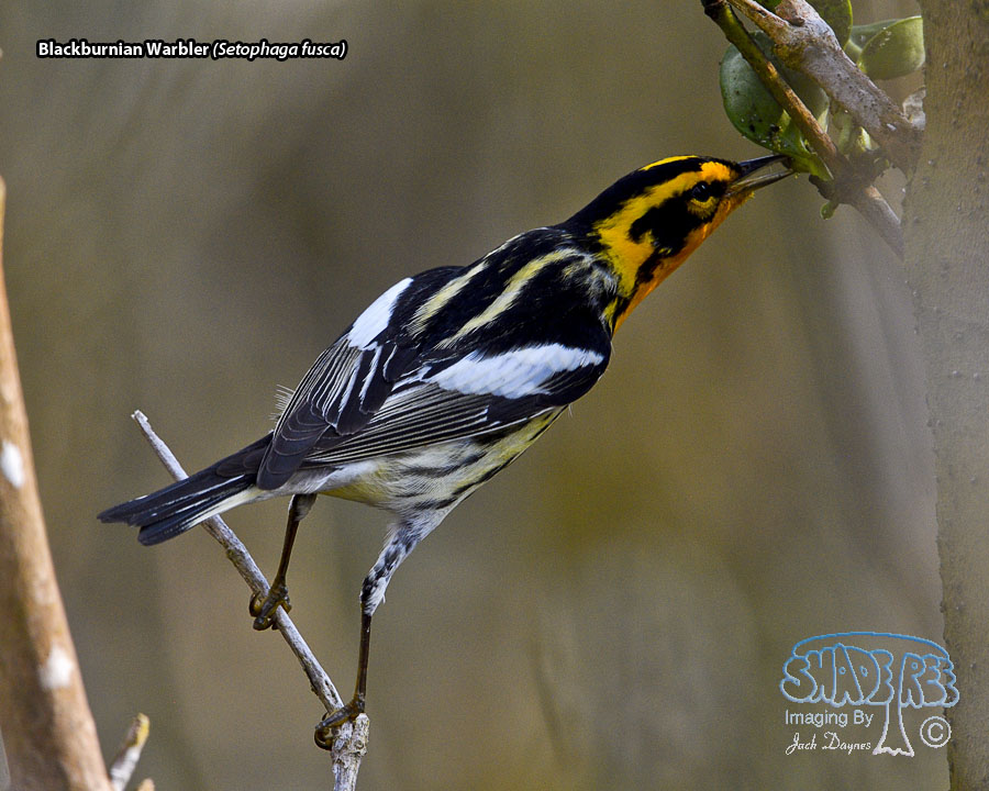 Blackburnian Warbler - Setophaga fusca