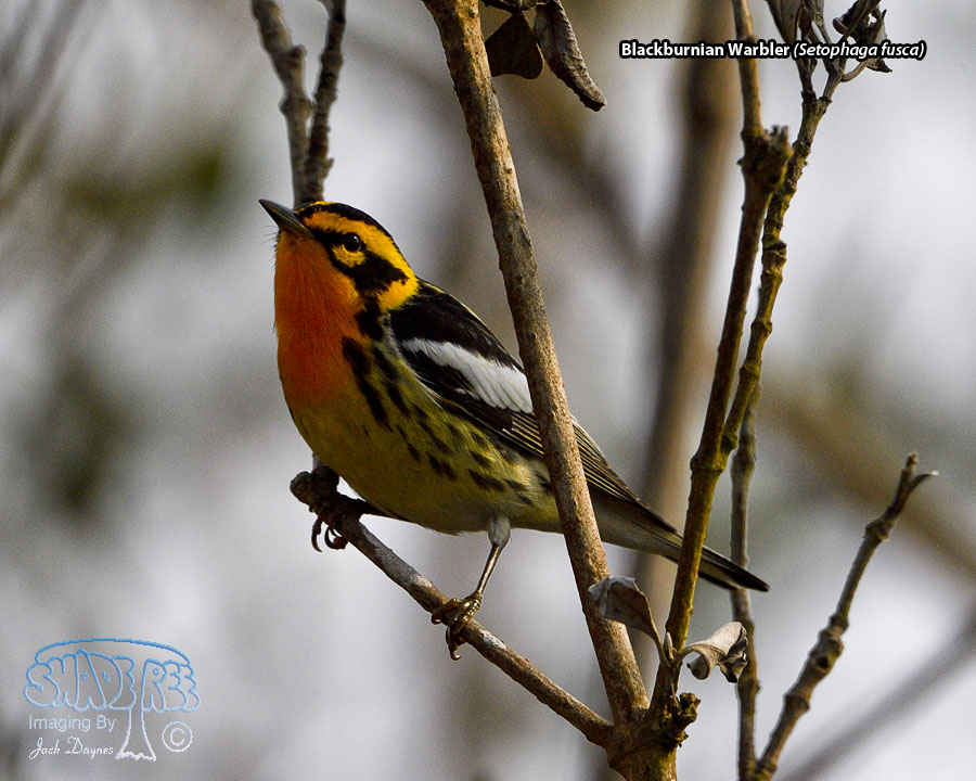 Blackburnian Warbler - Setophaga fusca