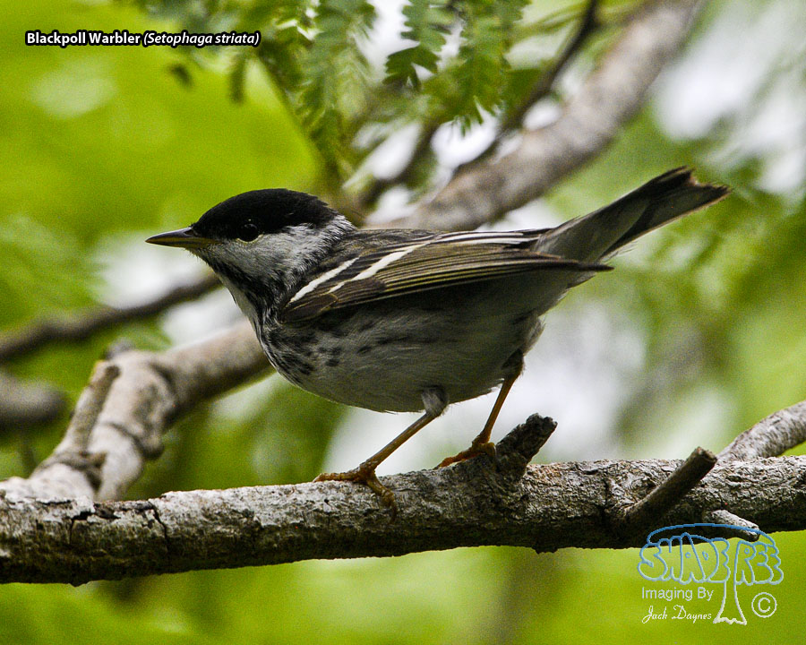 Blackpoll Warbler - Setophaga striata