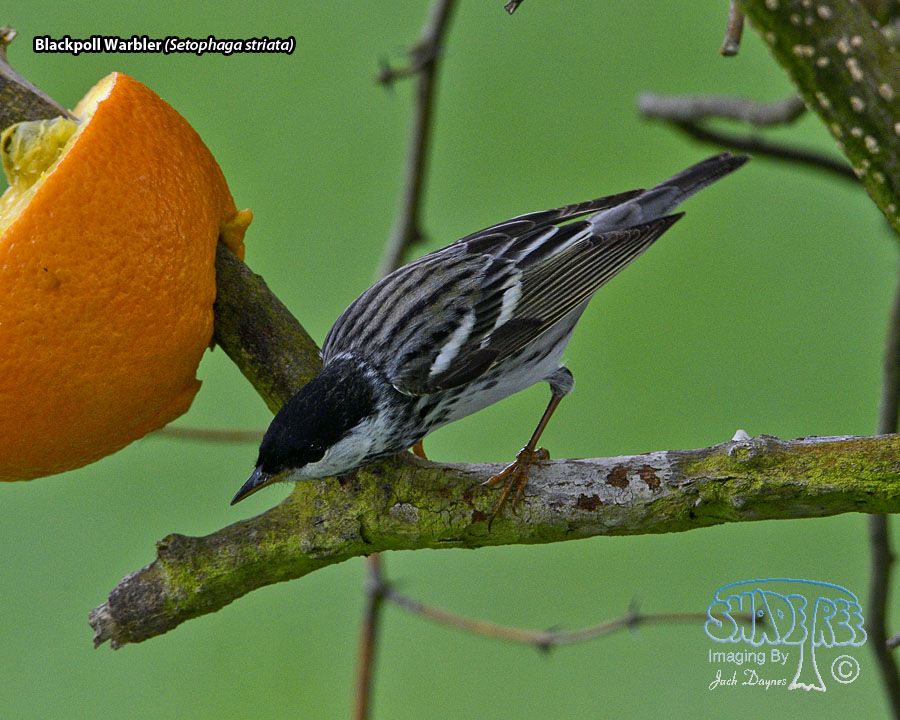 Blackpoll Warbler - Setophaga striata