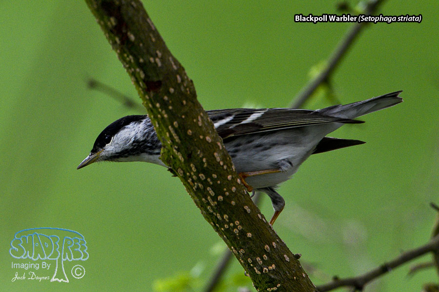 Blackpoll Warbler - Setophaga striata