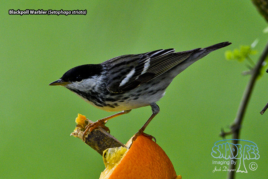 Blackpoll Warbler - Setophaga striata