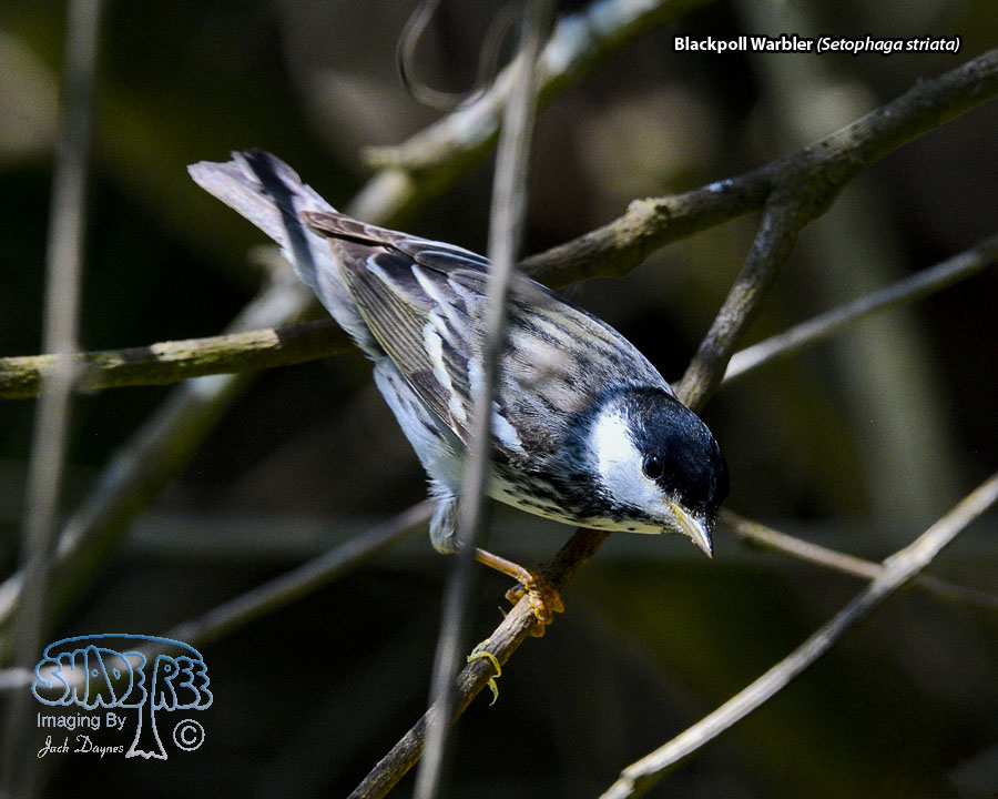 Blackpoll Warbler - Setophaga striata